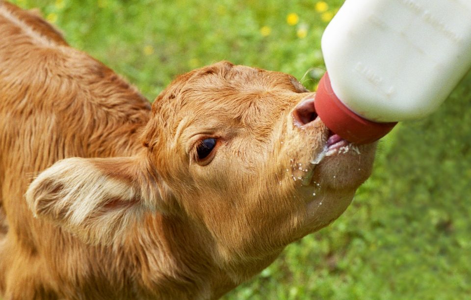 leche lacteos lactosa macrobiotica zen